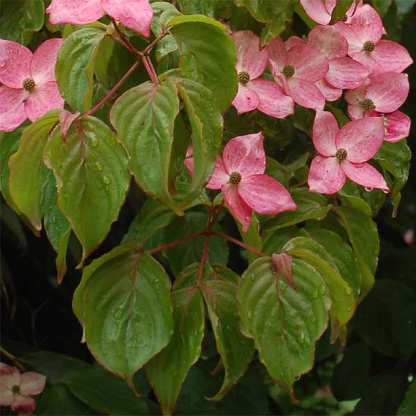 Cornus kousa Satomi - Corniolo giapponese (Fogliame)