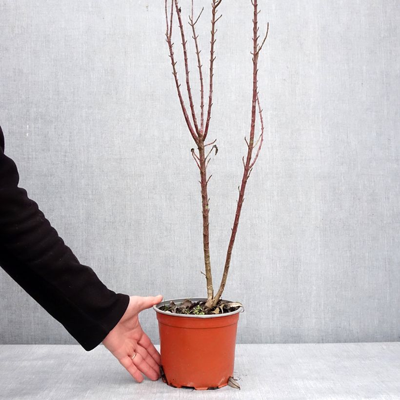 Cornus sanguinea Compressa - Cornouiller sanguin Pot de 3L/4L esemplare consegnato in inverno