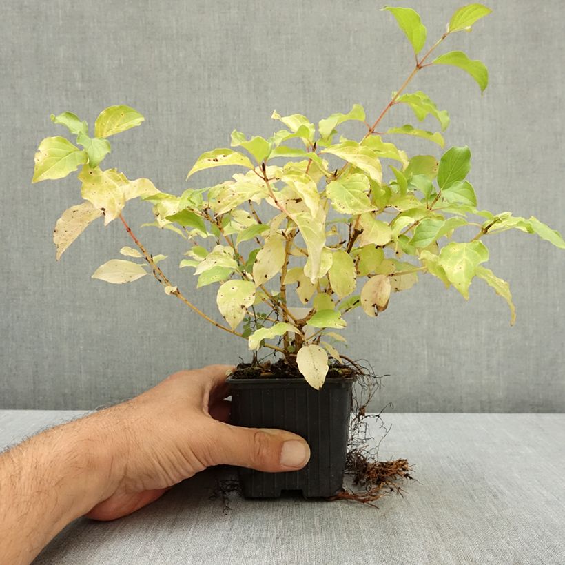 Esemplare di Cornus sanguinea Mid Winter Fire Vasetto da 8/9 cm consegnato in estate