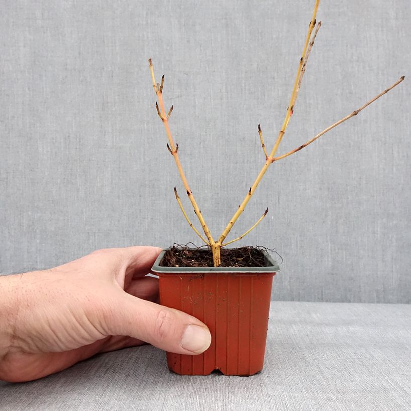 Cornus sanguinea Winter Beauty -Cornouiller sanguin Godet de 8/9 cm esemplare consegnato in inverno