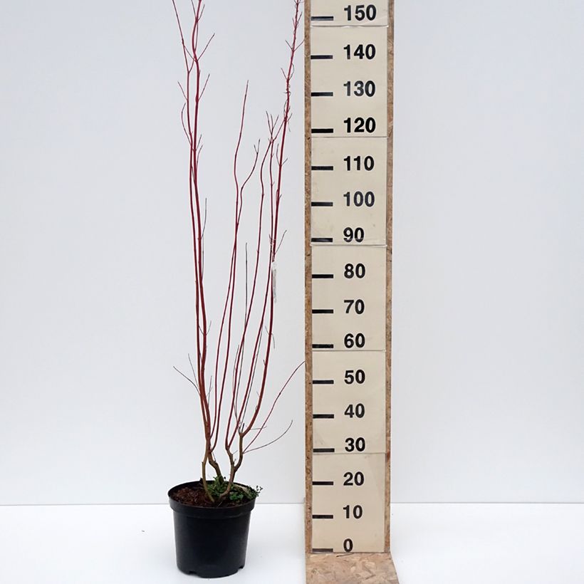 Cornus sericea Cardinal - Cornouiller stolonifère Pot de 7,5L/10L esemplare consegnato in inverno