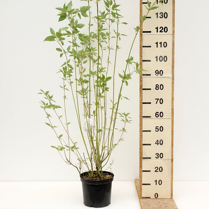 Example of Cornus sericea Cardinal Vaso da 7,5L/10L as you get in printemps