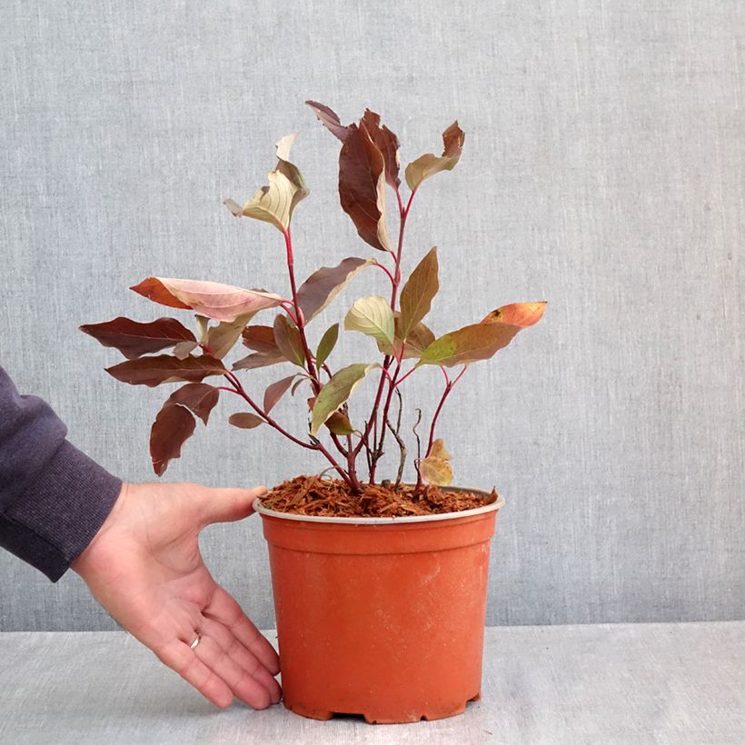 Esemplare di Cornus sericea Farba - Cornouiller stolonifère Pot de 3L/4L come consegnato in autunno