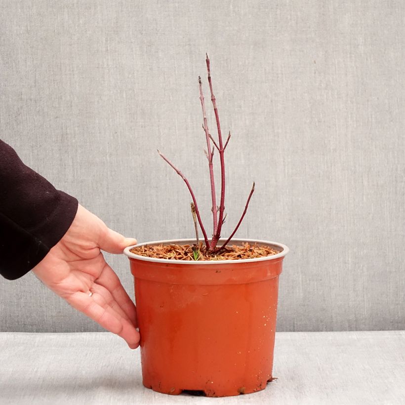 Cornus sericea Farba  Vaso da 3L/4L esemplare consegnato in inverno