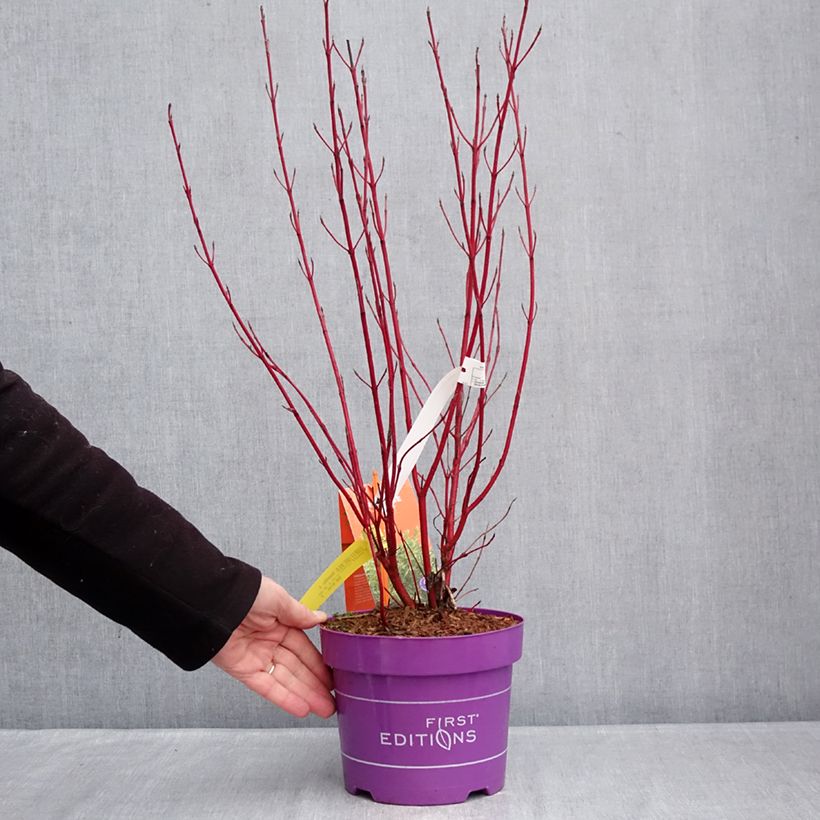 Cornus sericea Firedance Vaso da 3L/4L esemplare consegnato in inverno