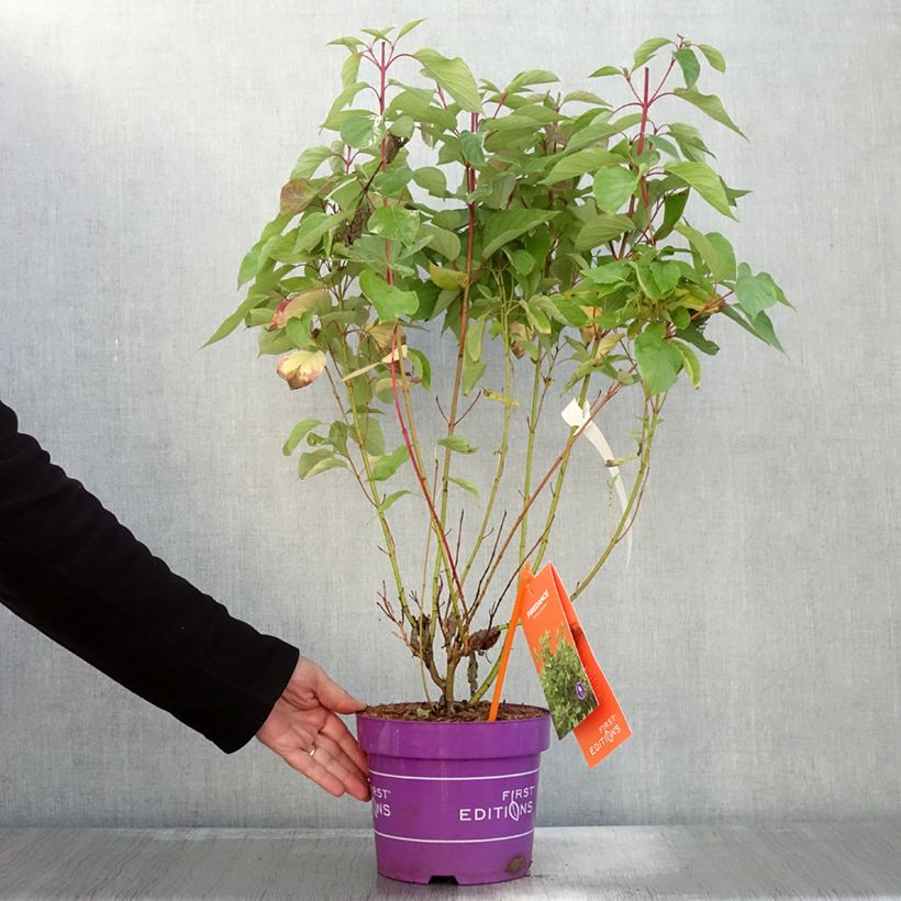 Esemplare di Cornus sericea Firedance - Cornouiller stolonifère Pot de 3L/4L come consegnato in autunno