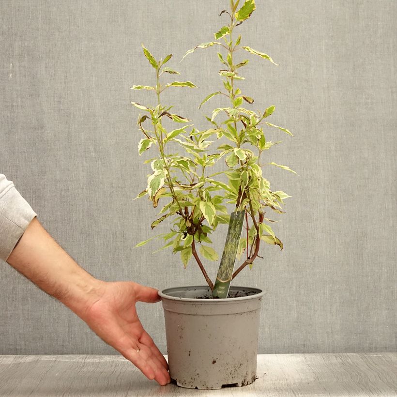Esemplare di Cornus sericea Hedgerow's Gold Vaso da 3L/4L come consegnato in autunno