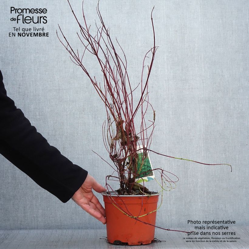Esemplare di Cornus sericea Kelseyi - Cornouiller stolonifère Pot de 3L/4L come consegnato in autunno