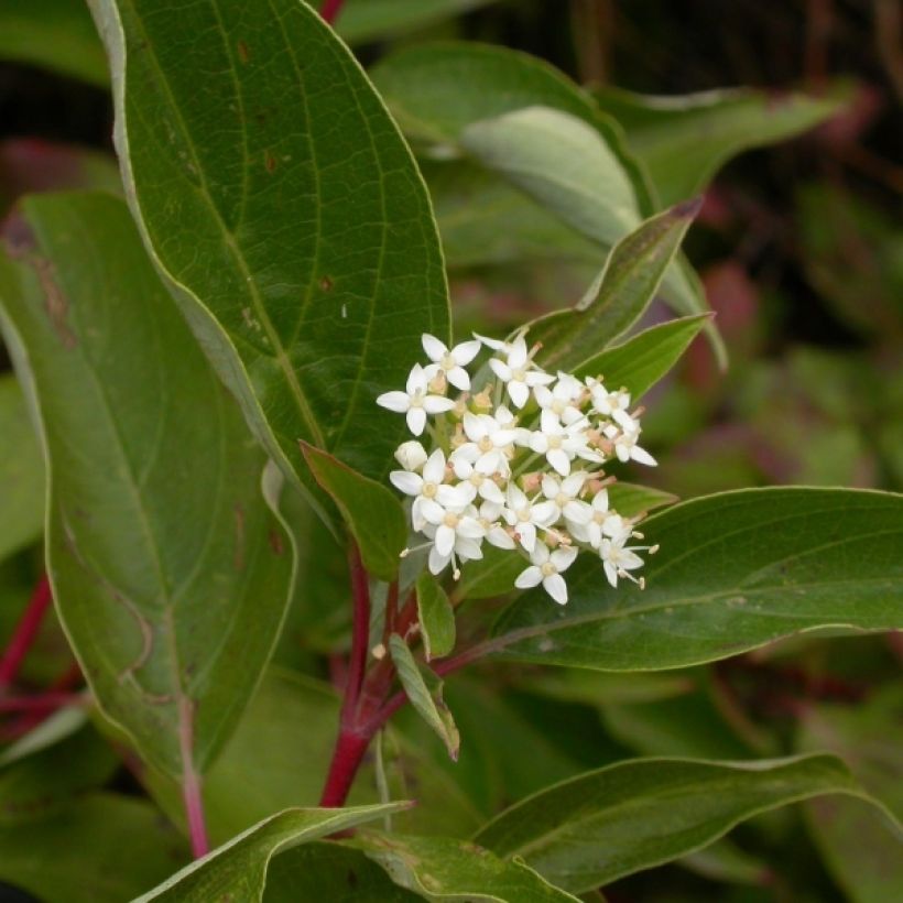 Cornus sericea Kelseyi (Fioritura)