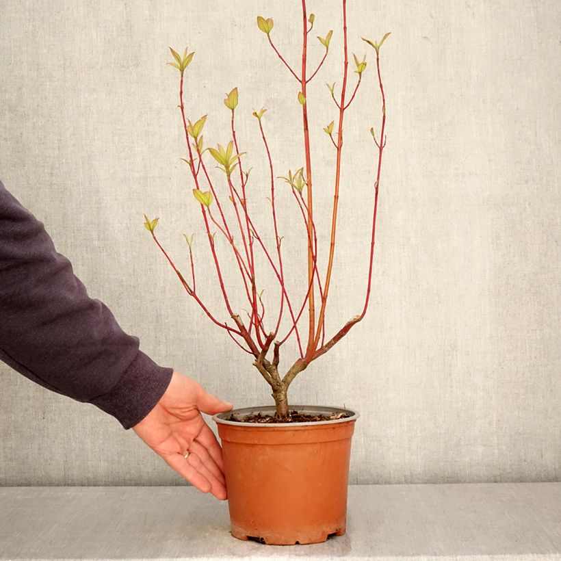 Cornus sericea Sunshine Vaso da 3L/4L esemplare consegnato in primavera