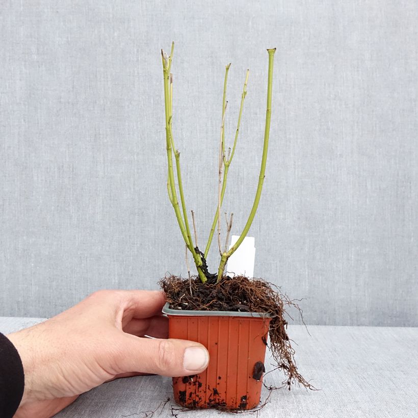 Cornus sericea Flaviramea Vasetto da 8/9 cm esemplare consegnato in primavera