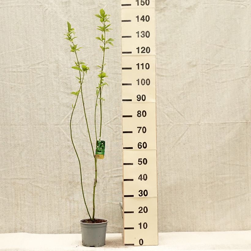 Cornus sericea Flaviramea Vaso da 3L/4L esemplare consegnato in primavera