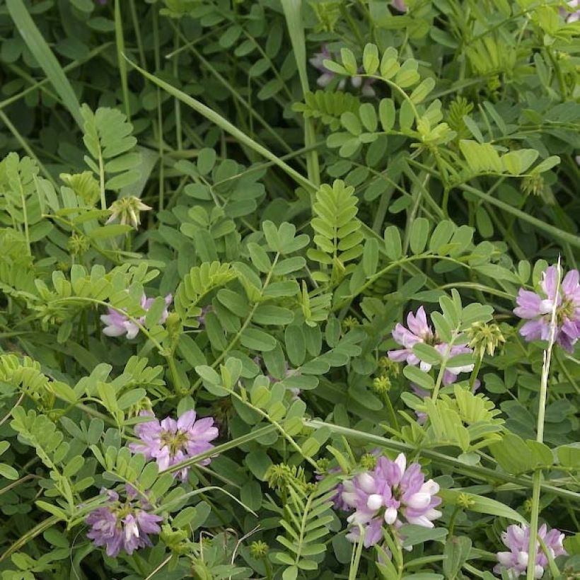 Coronilla varia - Cornetta ginestrina (Foliage)