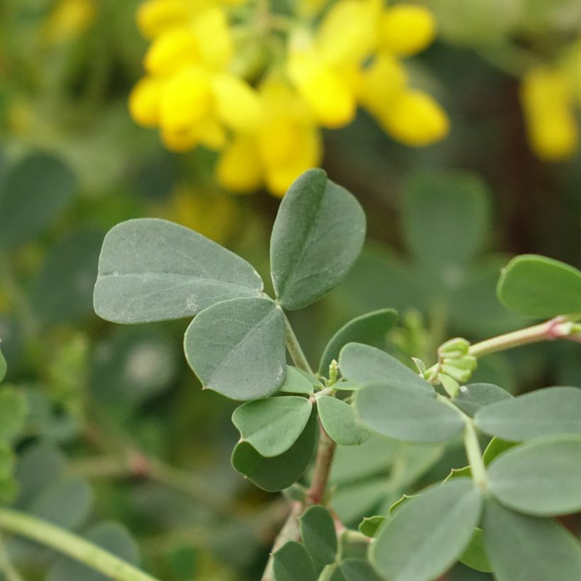 Coronilla valentina subsp. glauca Citrina (Fogliame)