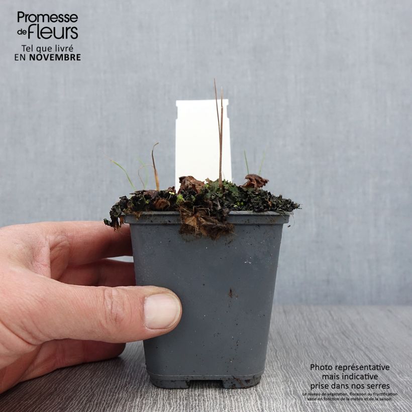Esemplare di Cortusa matthioli subsp. pekinensis Vasetto da 8/9 cm come consegnato in autunno