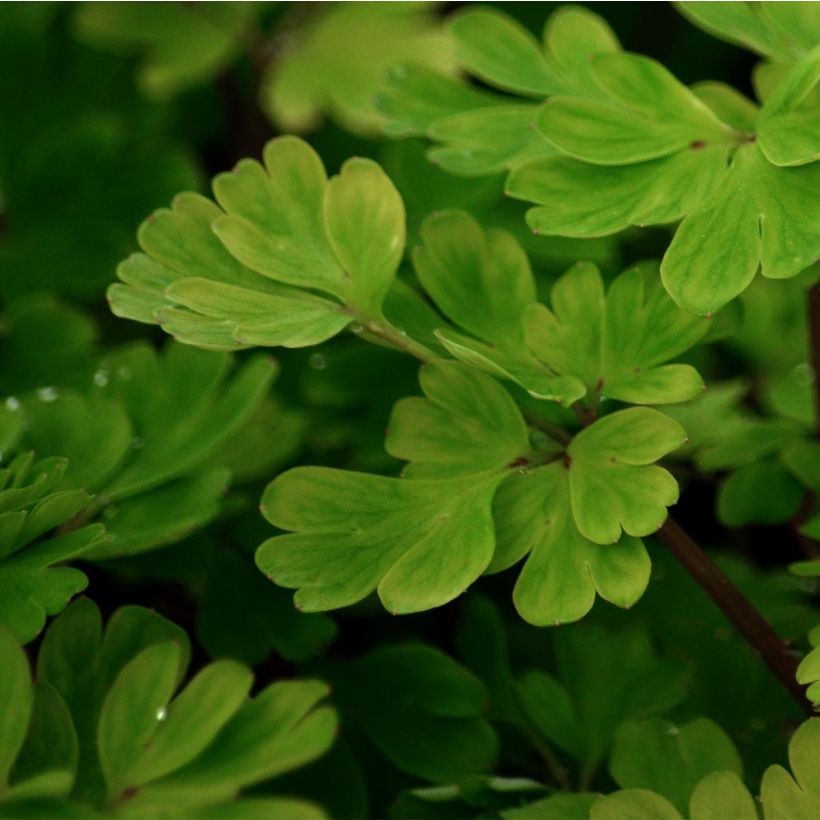 Corydalis flexuosa (Fogliame)