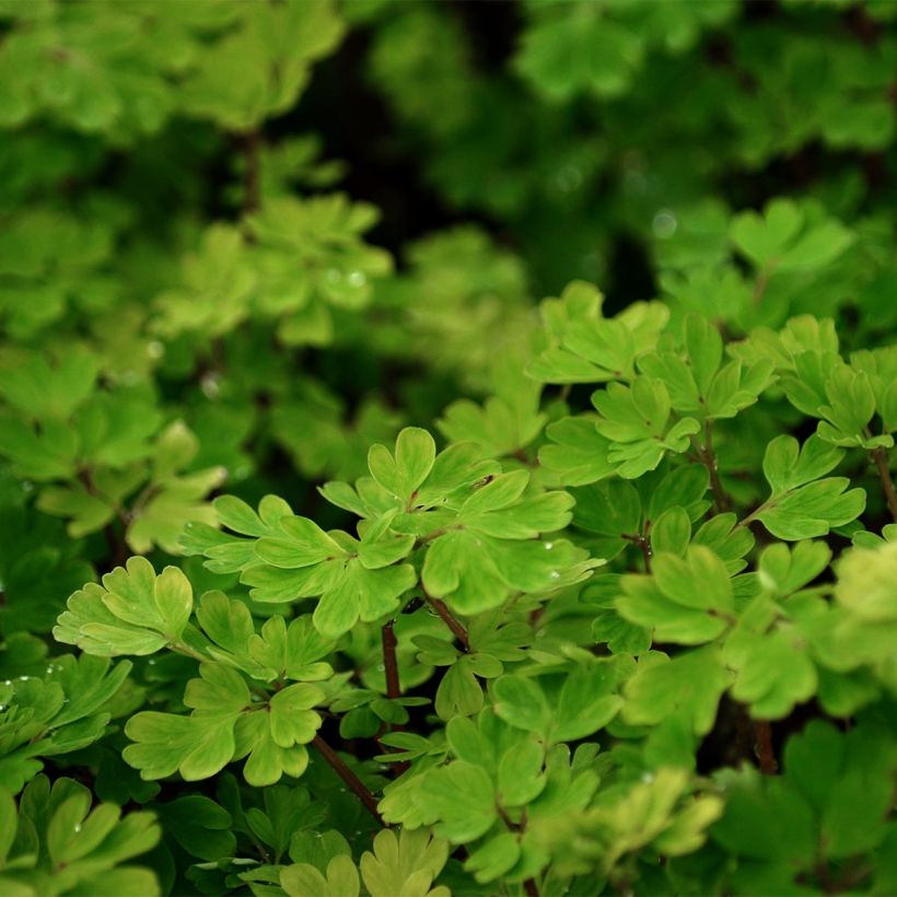 Esempio di esemplare Corydalis flexuosa Vasetto da 8/9 cm come consegnato