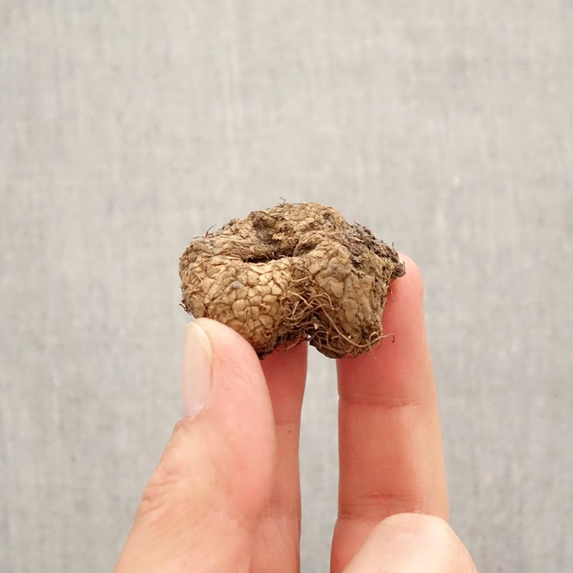 Corydalis solida ssp. solida - Colombina solida Bulbo taglia I esemplare consegnato in primavera