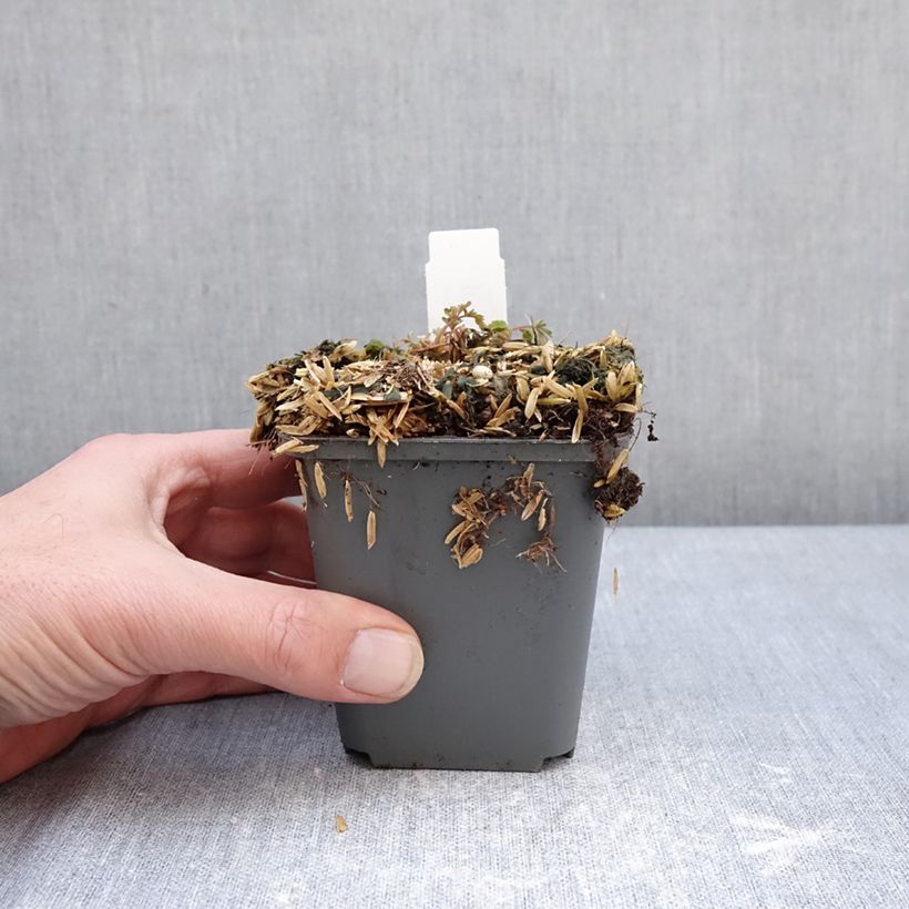 Corydalis flexuosa Blue Panda Vasetto da 8/9 cm esemplare consegnato in inverno