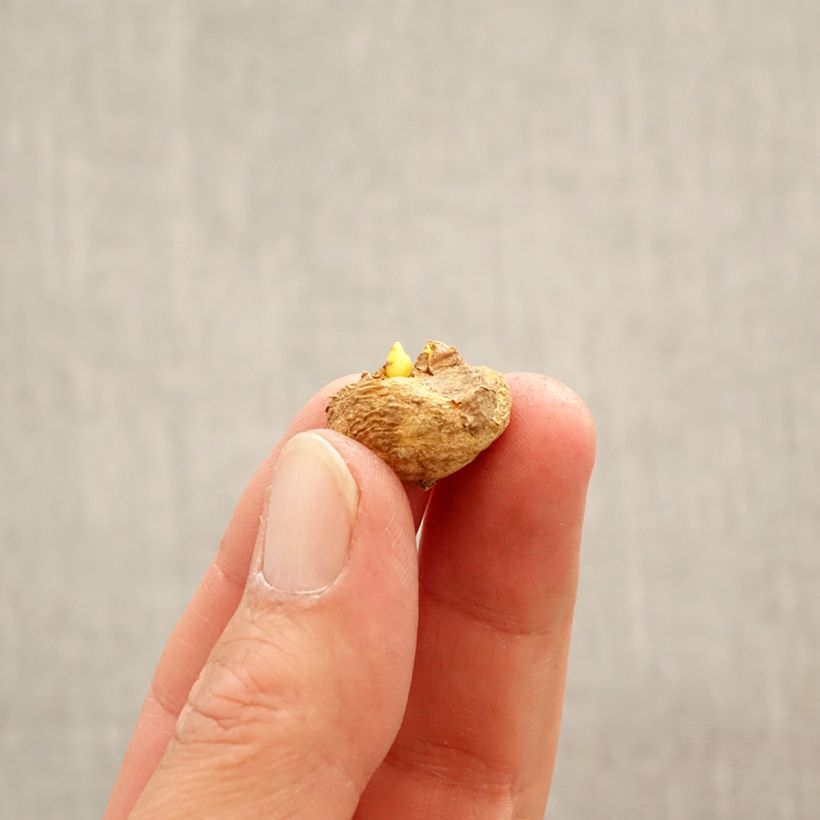 Corydalis solida Beth Evans - Colombina solida Bulbo taglia 6+ esemplare consegnato in primavera