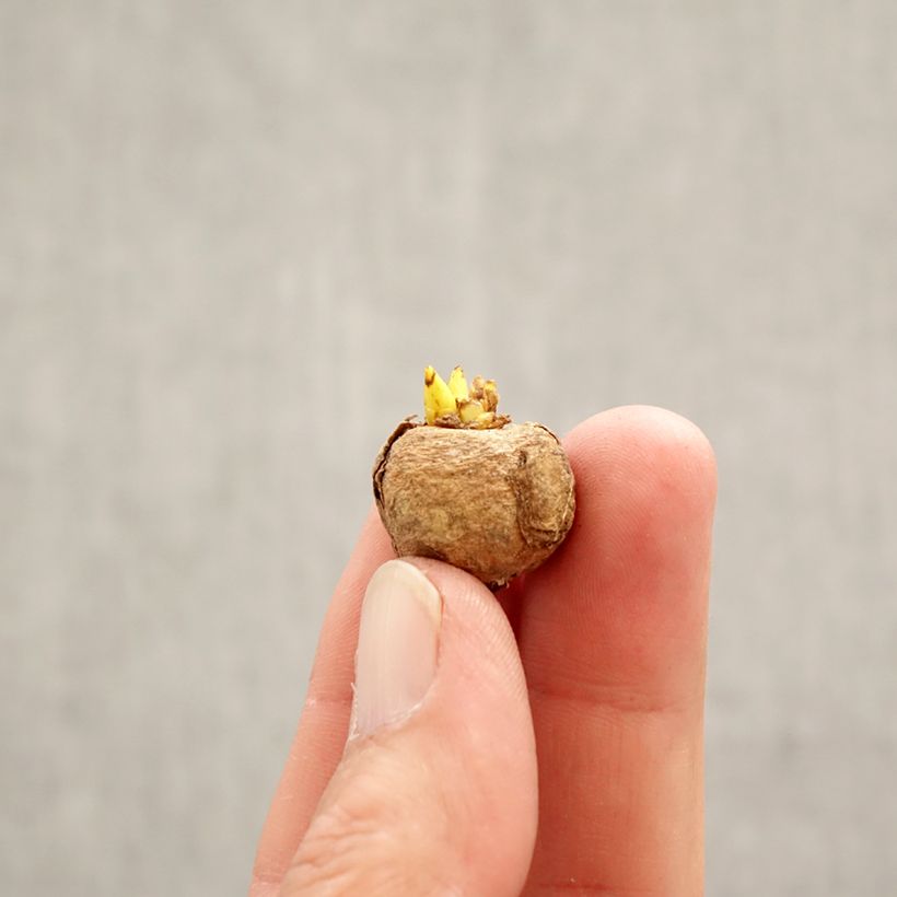 Corydalis solida Purple Bird - Colombina solida Bulbo taglia 5+ esemplare consegnato in primavera