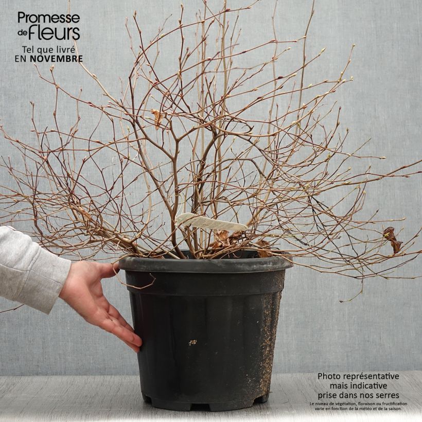 Esemplare di Corylopsis pauciflora - Faux noisetier Pot de 12L/15L come consegnato in autunno