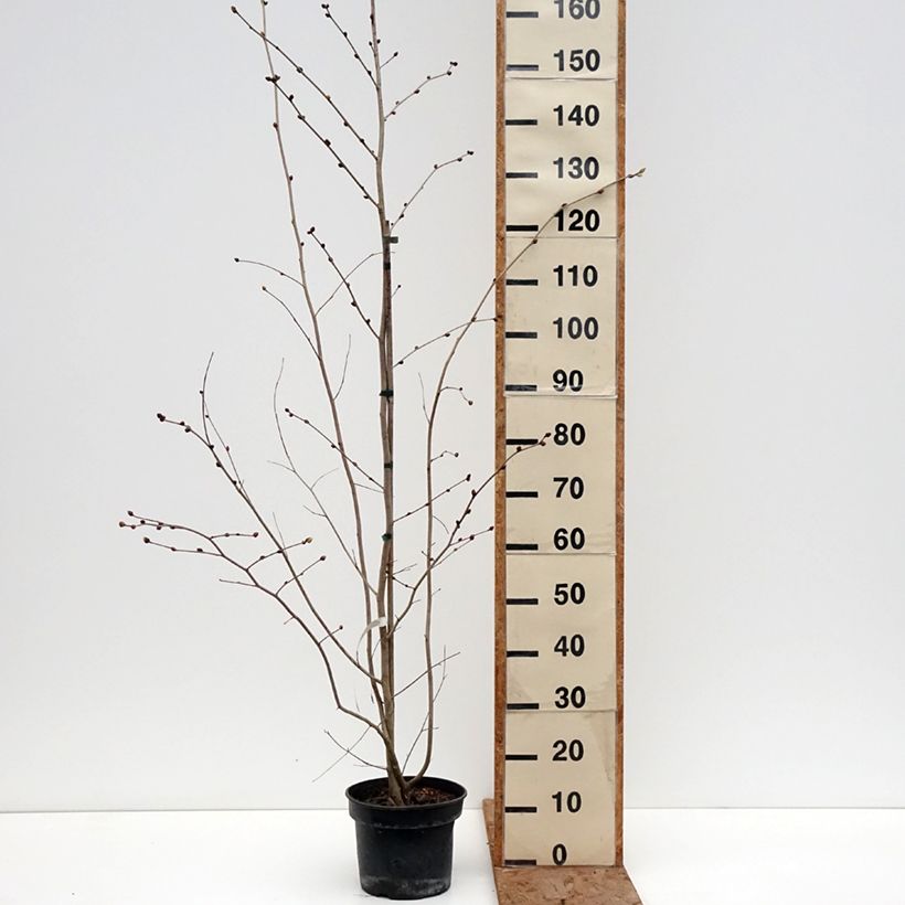 Corylopsis sinensis var. sinensis - Falso nocciolo Vaso da 4L/5L esemplare consegnato in inverno