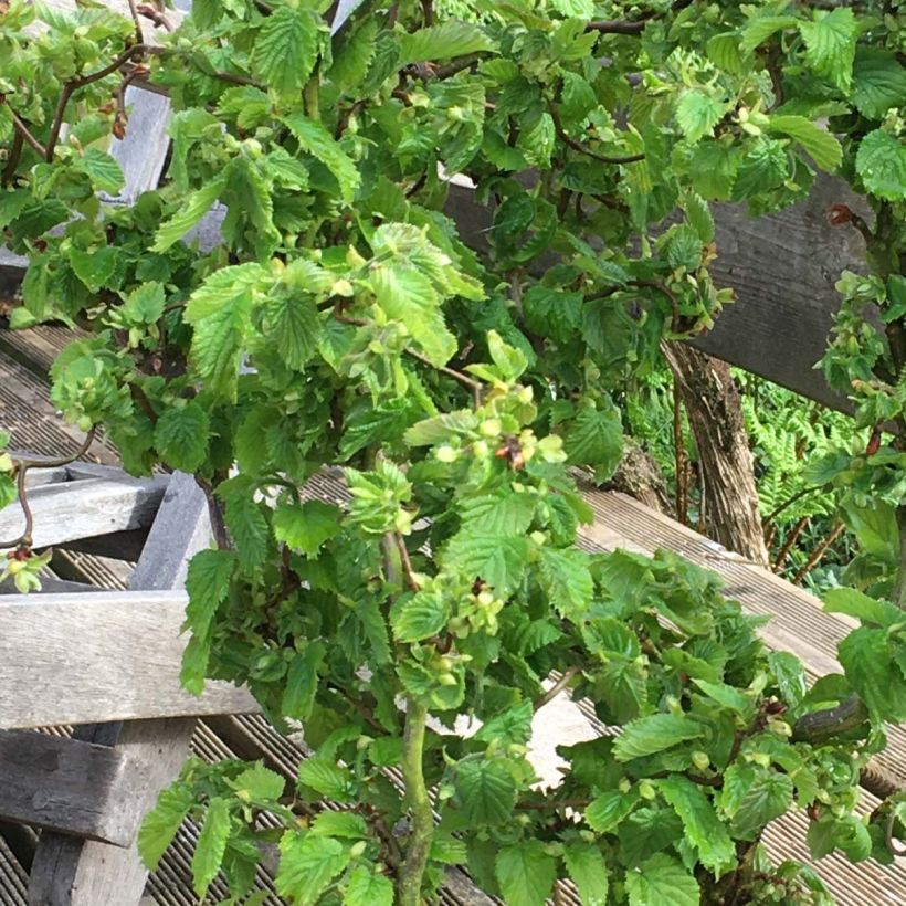 Nocciòlo contorto Scooter (Fogliame)