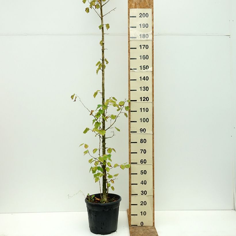 Esemplare di Corylus colurna - Nocciolo turco Vaso da 12L/15L consegnato in estate