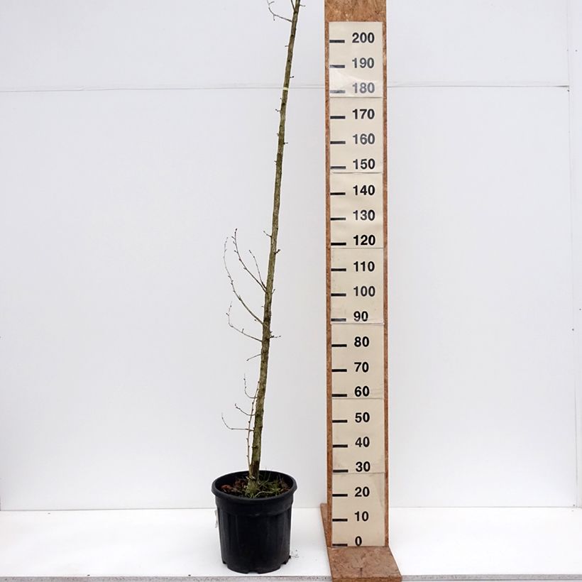 Corylus colurna - Nocciolo turco Vaso da 12L/15L esemplare consegnato in inverno
