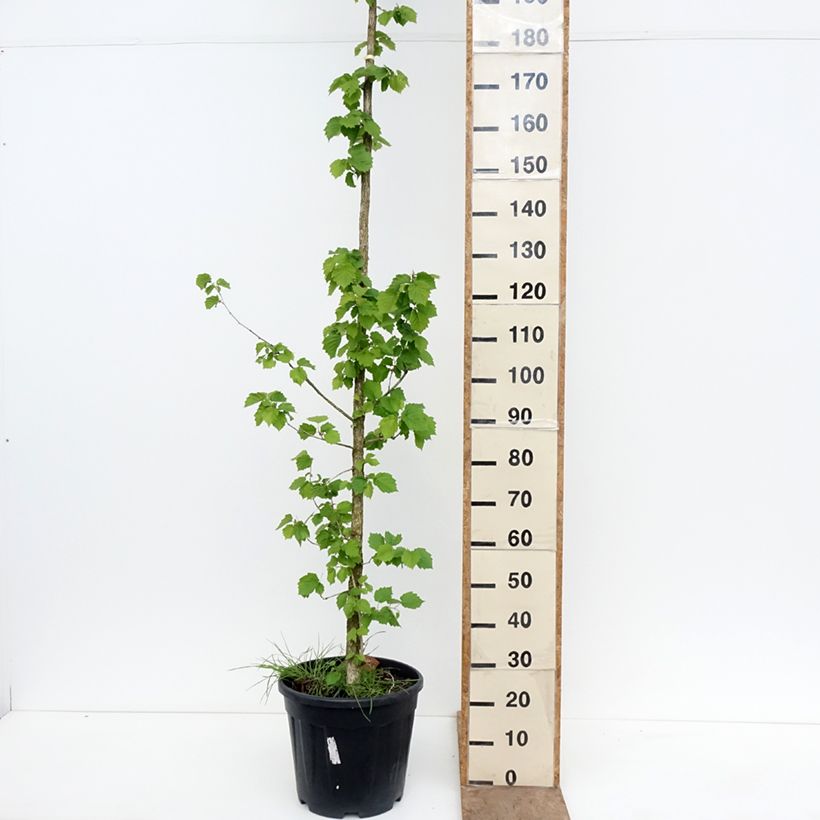 Corylus colurna - Nocciolo turco Vaso da 12L/15L esemplare consegnato in primavera
