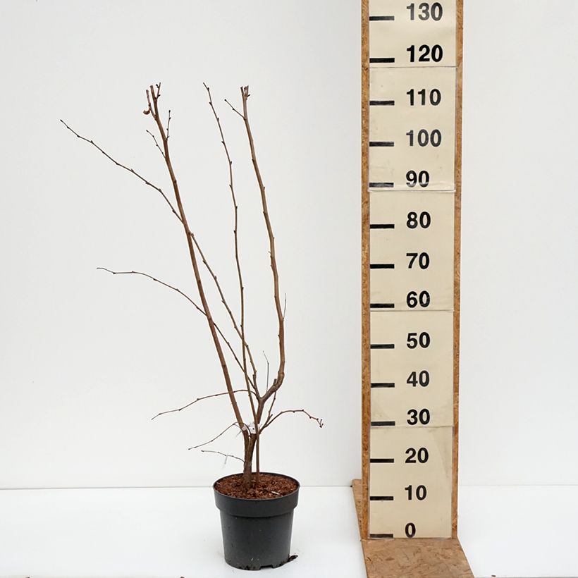 Esemplare di Corylus maxima Juningia - Nocciolo lungo Vaso da 4L/5L come consegnato in autunno