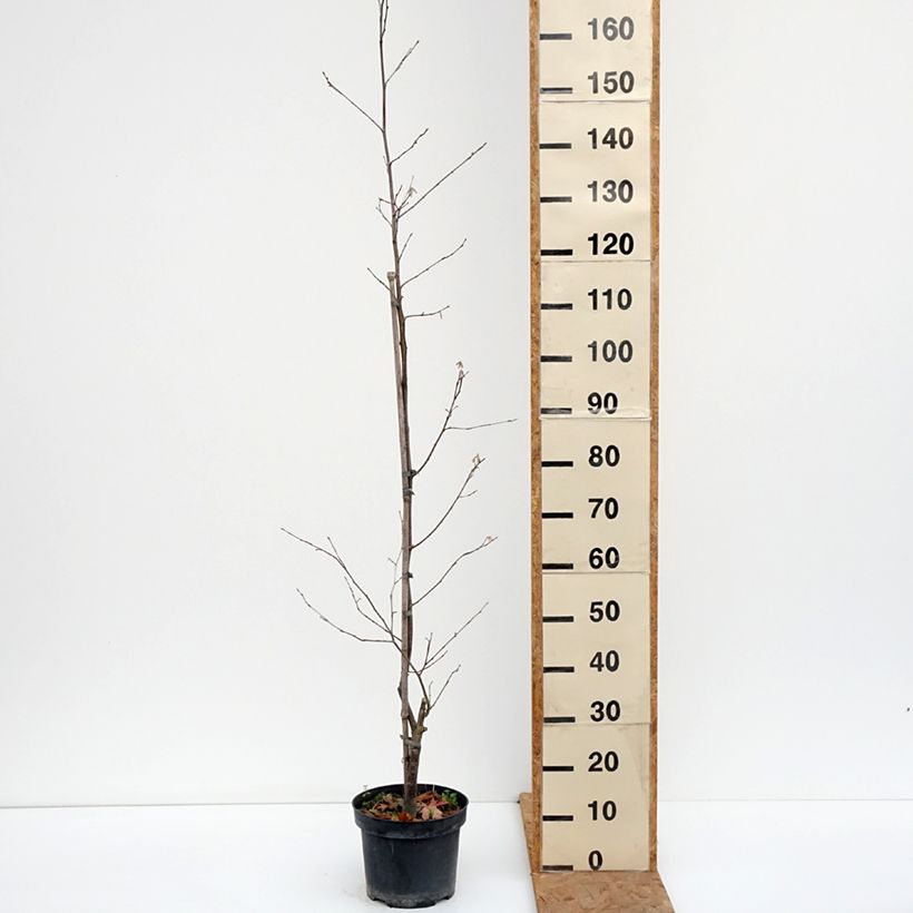 Esemplare di Corylus sieboldiana - Nocciolo giapponese Vaso da 4L/5L come consegnato in autunno