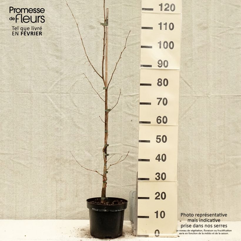 Corylus sieboldiana - Noisetier du Japon Pot de 4L/5L esemplare consegnato in inverno