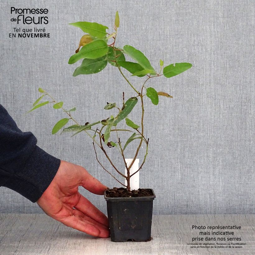 Esemplare di Corymbia citriodora - Eucalyptus citronné Godet de 8/9 cm come consegnato in autunno