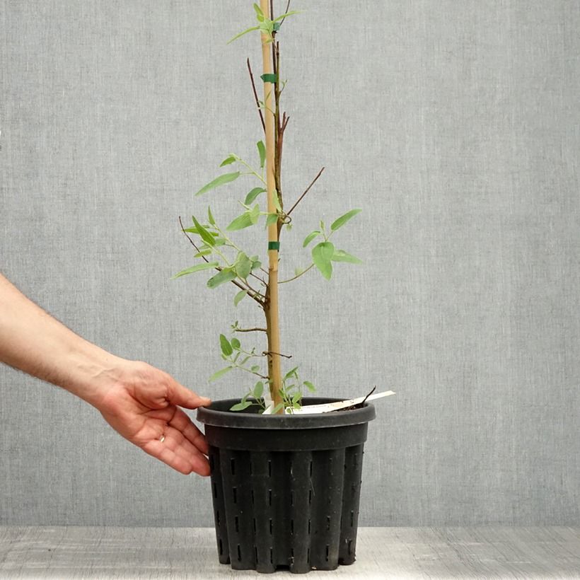 Example of Corymbia citriodora - Eucalipto citrato Vaso da 3L/4L as you get in printemps