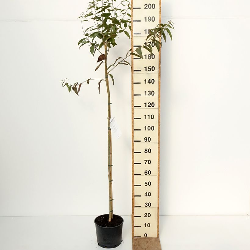 Example of Corymbia citriodora - Eucalipto citrato Vaso da 7,5L/10L as you get in hiver