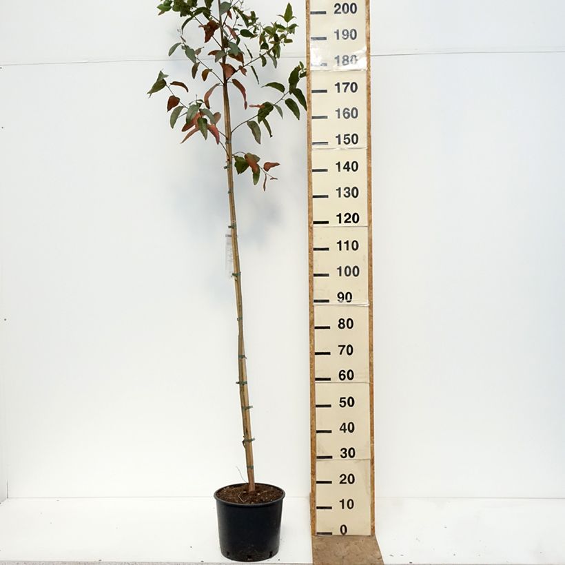 Corymbia citriodora - Eucalipto citrato Vaso da 7,5L/10L esemplare consegnato in primavera