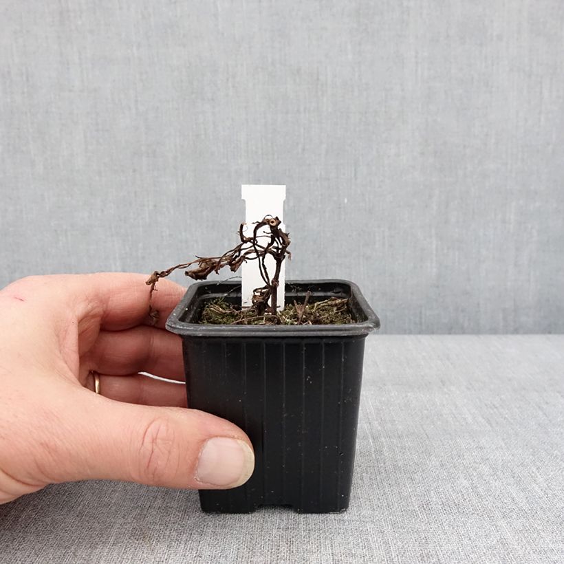 Cosmos atrosanguineus Black Magic - Fior di cioccolato Vasetto da 8/9 cm esemplare consegnato in inverno