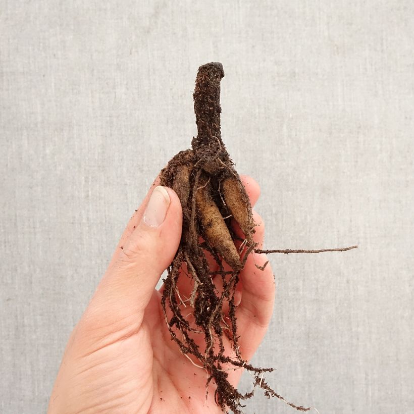 Fior di cioccolato - Cosmos atrosanguineus Bulbo taglia I esemplare consegnato in primavera