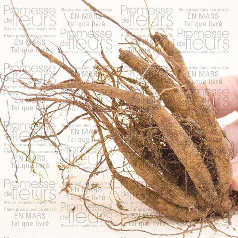 Example of Fior di cioccolato - Cosmos atrosanguineus Bulbo taglia I as you get