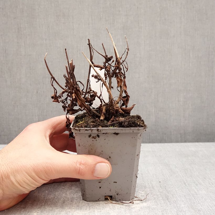 Example of Fior di cioccolato - Cosmos atrosanguineus Vasetto da 8/9 cm taglia I as you get in hiver