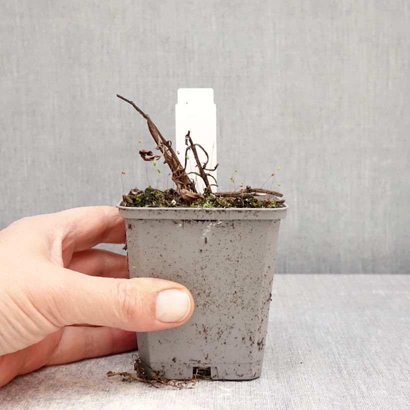 Fior di cioccolato - Cosmos atrosanguineus Vasetto da 8/9 cm taglia I esemplare consegnato in primavera