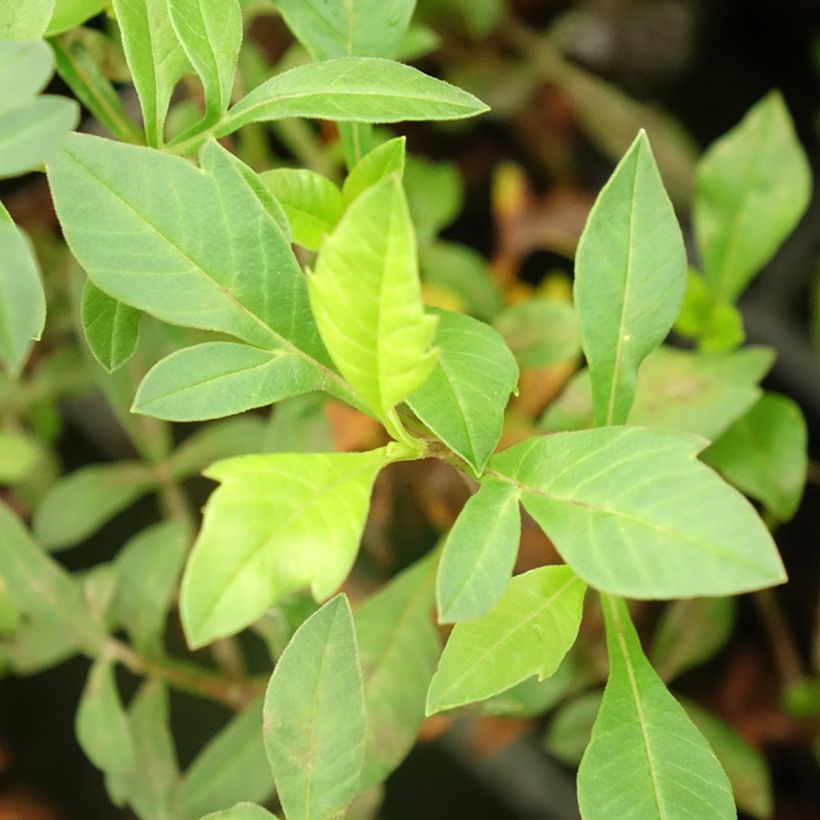 Cosmos atrosanguineus Eclipse - Fior di cioccolato (Foliage)