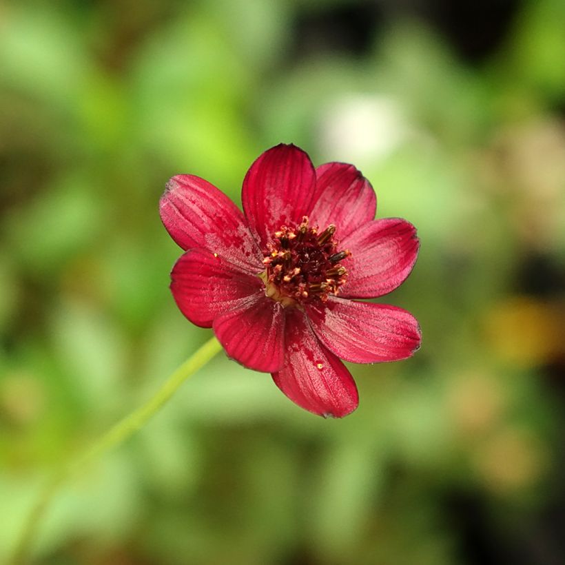 Cosmos atrosanguineus Eclipse - Fior di cioccolato (Flowering)