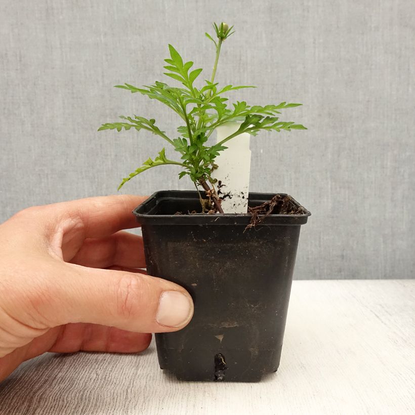 Cosmos sulphureus Mandarin - Cosmea arancione Vasetto da 8/9 cm esemplare consegnato in primavera