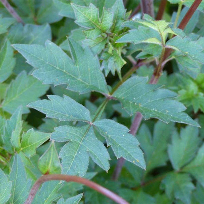 Cosmos Mexican Star - Cosmea (Foliage)
