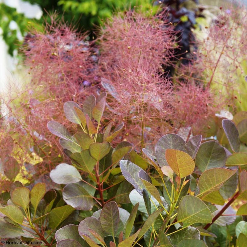 Cotinus coggygria Flamissimo (Flowering)