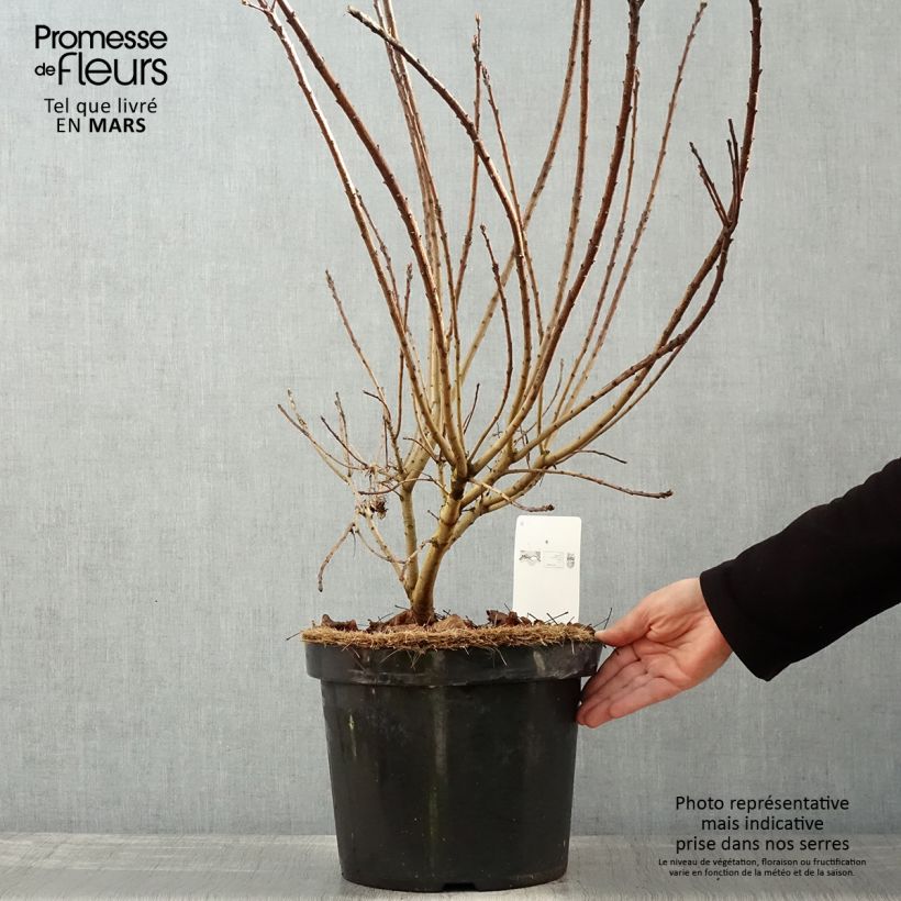 Cotinus coggygria Golden Spirit Vaso da 7,5L/10L esemplare consegnato in primavera