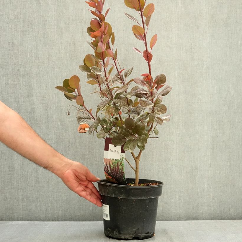 Esemplare di Cotinus coggygria Magical Purple Vaso da 4L/5L consegnato in estate